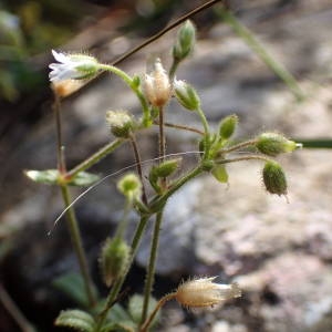 Photographie n°2176659 du taxon Cerastium pumilum Curtis [1777]