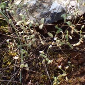 Photographie n°2176660 du taxon Cerastium pumilum Curtis [1777]