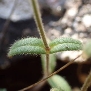 Photographie n°2176661 du taxon Cerastium pumilum Curtis [1777]