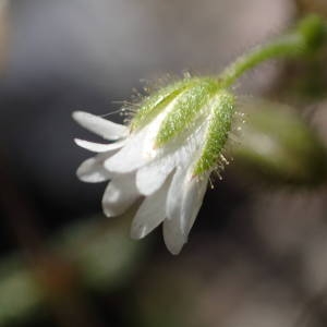 Photographie n°2176662 du taxon Cerastium pumilum Curtis [1777]