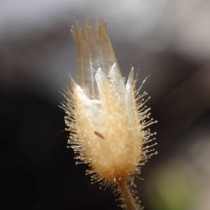 Photographie n°2176663 du taxon Cerastium pumilum Curtis [1777]