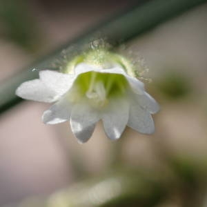 Photographie n°2176664 du taxon Cerastium pumilum Curtis [1777]