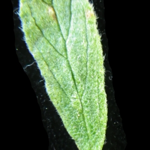 Photographie n°2176865 du taxon Helianthemum ledifolium (L.) Mill. [1768]
