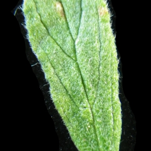 Photographie n°2176866 du taxon Helianthemum ledifolium (L.) Mill. [1768]