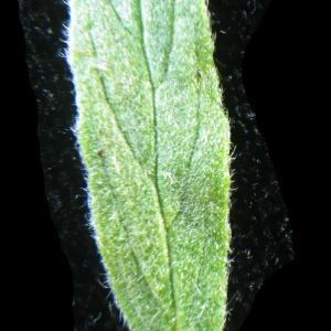 Photographie n°2176869 du taxon Helianthemum ledifolium (L.) Mill. [1768]