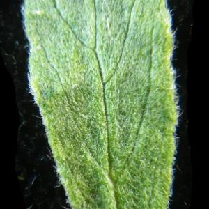 Photographie n°2176872 du taxon Helianthemum ledifolium (L.) Mill. [1768]
