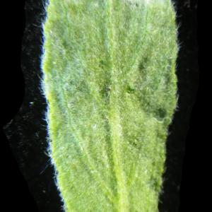 Photographie n°2176874 du taxon Helianthemum ledifolium (L.) Mill. [1768]