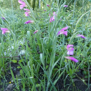 Photographie n°2176878 du taxon Gladiolus italicus Mill. [1768]