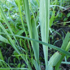 Photographie n°2176880 du taxon Gladiolus italicus Mill. [1768]