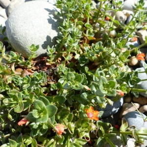 Photographie n°2176892 du taxon Lysimachia arvensis (L.) U.Manns & Anderb. [2009]