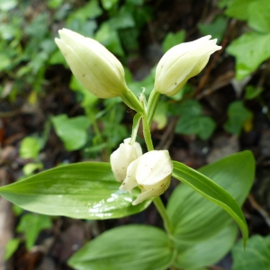 Photographie n°2176897 du taxon Cephalanthera damasonium (Mill.) Druce [1906]