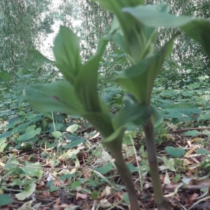 Photographie n°2176930 du taxon Epipactis helleborine (L.) Crantz [1769]