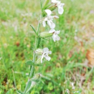 Photographie n°2176933 du taxon Silene dichotoma Ehrh. [1792]