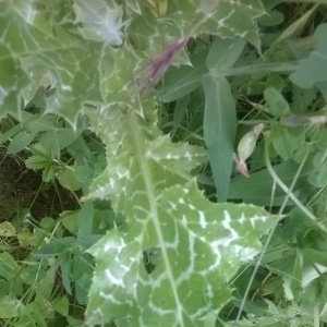 Photographie n°2176966 du taxon Silybum marianum (L.) Gaertn. [1791]