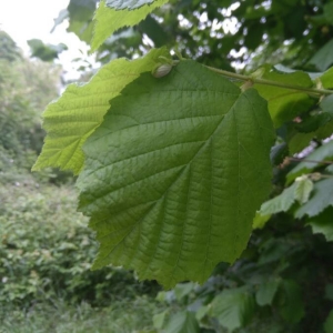 Photographie n°2176976 du taxon Corylus avellana L.