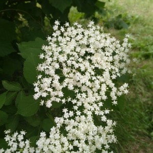 Photographie n°2176979 du taxon Sambucus nigra L. [1753]