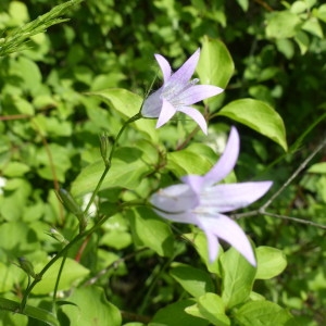 Photographie n°2176993 du taxon Campanula rapunculus L. [1753]