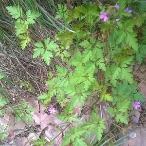 Photographie n°2176999 du taxon Geranium robertianum L. [1753]