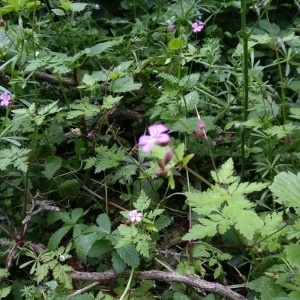 Photographie n°2177008 du taxon Geranium robertianum L.