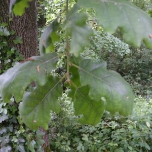 Photographie n°2177029 du taxon Quercus robur L. [1753]