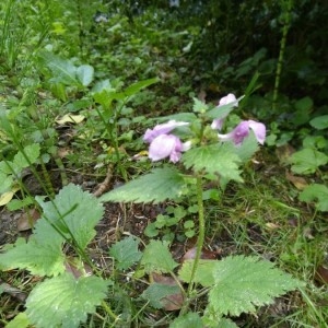 Photographie n°2177045 du taxon Lamium maculatum (L.) L. [1763]