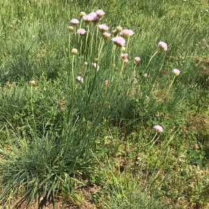 Photographie n°2177053 du taxon Armeria arenaria (Pers.) Schult. [1820]