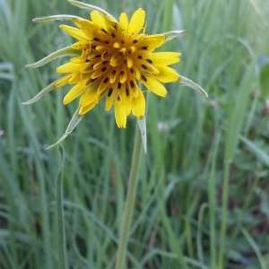 Photographie n°2177073 du taxon Tragopogon pratensis L. [1753]