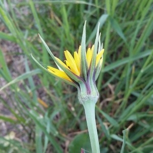 Photographie n°2177074 du taxon Tragopogon pratensis L. [1753]