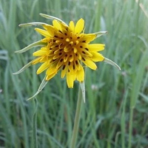 Photographie n°2177091 du taxon Tragopogon pratensis L. [1753]