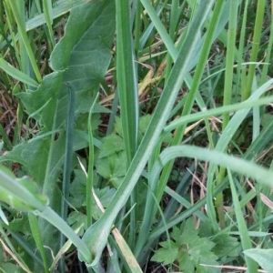 Photographie n°2177093 du taxon Tragopogon pratensis L. [1753]