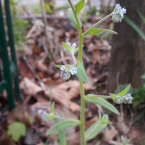 Photographie n°2177144 du taxon Myosotis des champs
