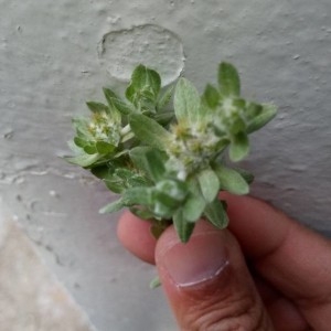 Photographie n°2177158 du taxon Filago pyramidata L. [1753]