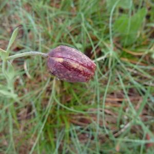 Photographie n°2177206 du taxon Fritillaria montana Hoppe [1832]