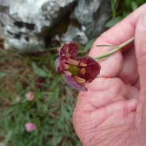 Photographie n°2177209 du taxon Fritillaria montana Hoppe [1832]