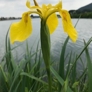 Photographie n°2177246 du taxon Iris pseudacorus L. [1753]