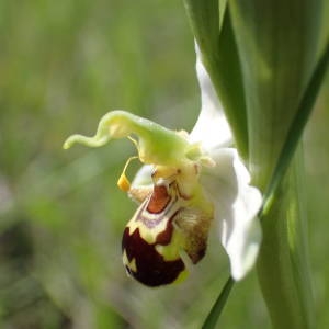 Photographie n°2177254 du taxon Ophrys apifera Huds. [1762]