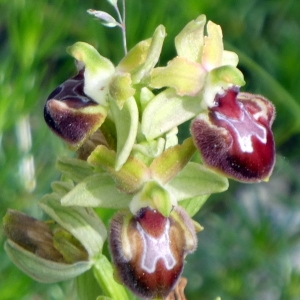 Photographie n°2177279 du taxon Ophrys provincialis (Baumann & Künkele) Paulus [1988]