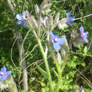 Photographie n°2177292 du taxon Anchusa italica Retz. [1779]