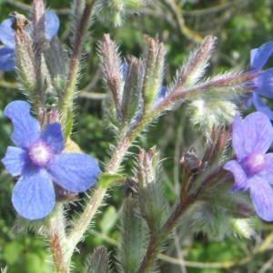 Photographie n°2177294 du taxon Anchusa italica Retz. [1779]