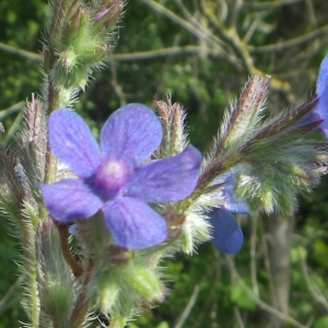 Photographie n°2177297 du taxon Anchusa italica Retz. [1779]