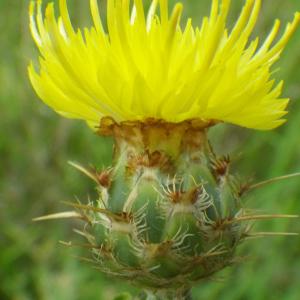 Photographie n°2177309 du taxon Centaurea sicula L. [1753]