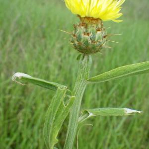 Photographie n°2177311 du taxon Centaurea sicula L. [1753]