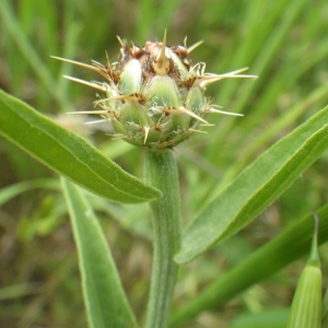  - Centaurea sicula L. [1753]