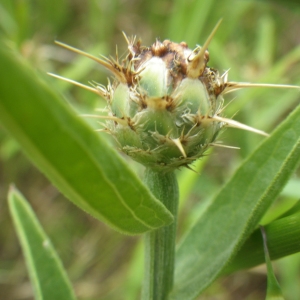  - Centaurea sicula L. [1753]