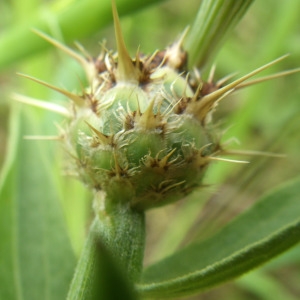 Photographie n°2177315 du taxon Centaurea sicula L. [1753]