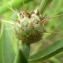  Liliane Roubaudi - Centaurea sicula L. [1753]