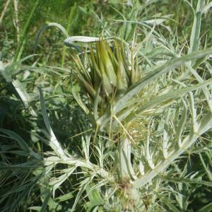 Photographie n°2177316 du taxon Cynara cardunculus L. [1753]