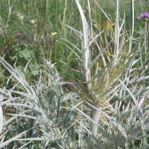 Photographie n°2177321 du taxon Cynara cardunculus L. [1753]