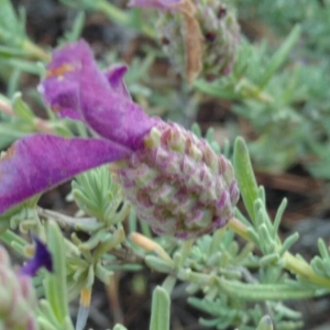 Photographie n°2177347 du taxon Lavandula stoechas L. [1753]