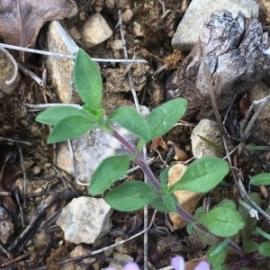 Photographie n°2177365 du taxon Saponaria ocymoides L.